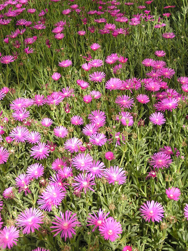 Delosperma cooperi